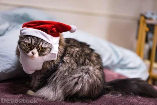 Devostock Santa Claus Cat Christmas  Red 4k