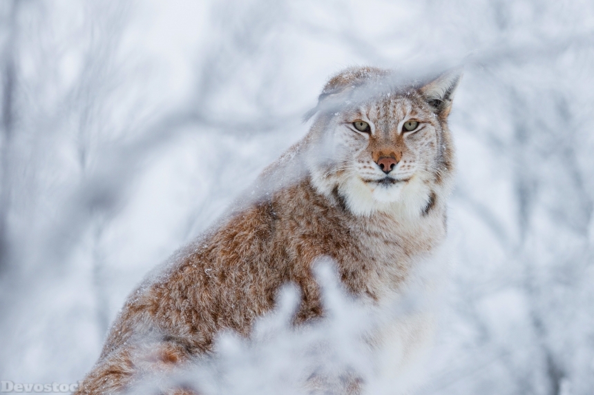 Devostock Snow Animal Lynx Glance 4K