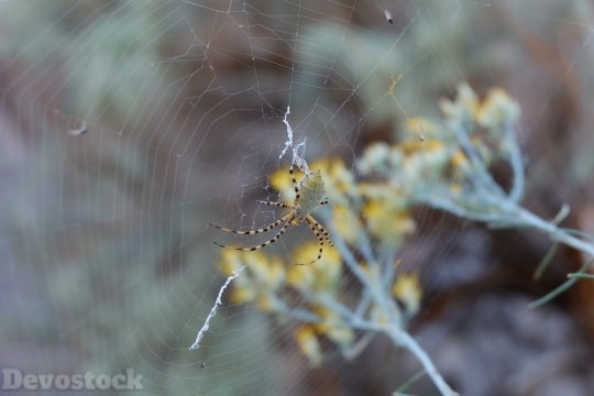 Devostock Spider Nature Flowers 4k