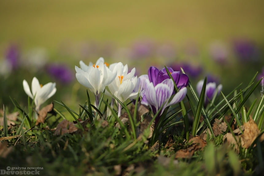 Devostock Stunning Nature Spring Colorful Flowers 4k