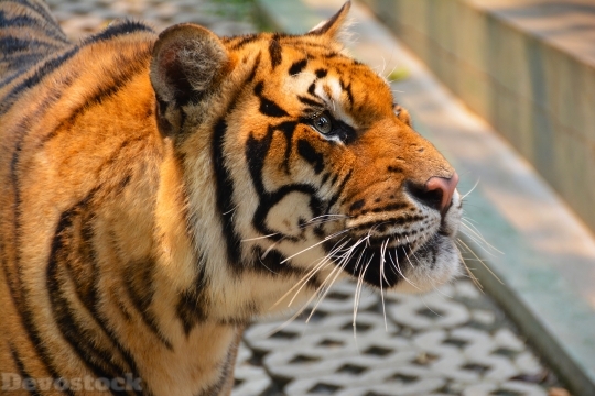 Devostock Tiger Cat Dangerous Hunter 4K