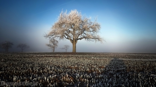 Devostock Winter Field Landscape Trees Fs 4K