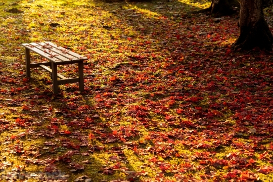 Devostock Wooden Chair Fallen Leaves Autumn 4k