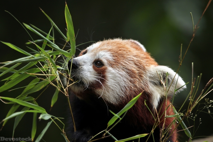 Devostock Red panda (Ailurus fulgens).