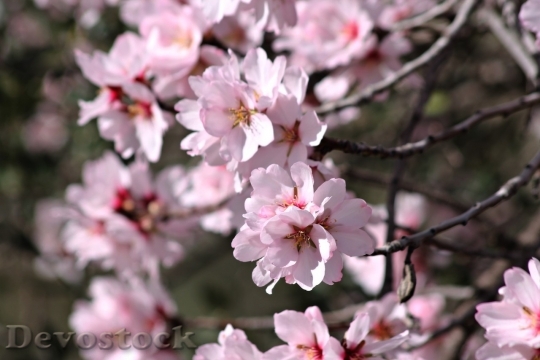 Devostock Almond blossom  (10)