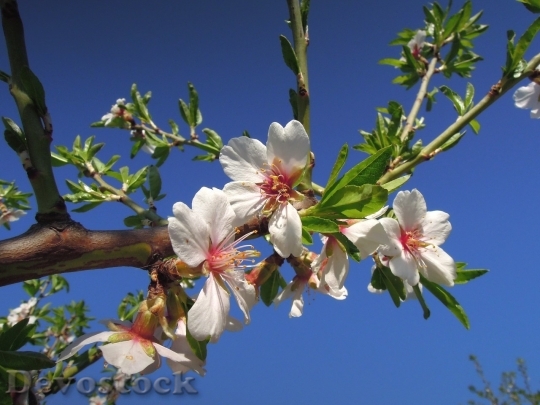 Devostock Almond blossom  (100)