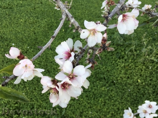 Devostock Almond blossom  (101)