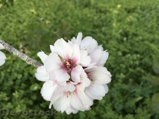 Devostock Almond blossom  (102)
