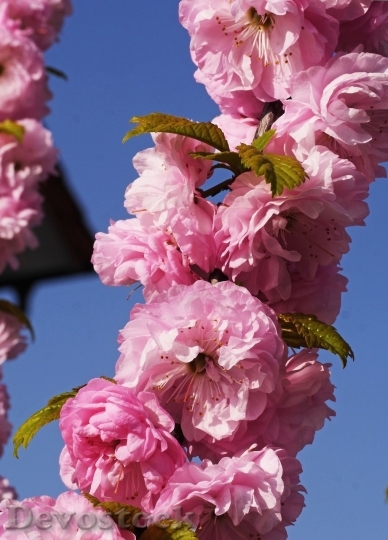 Devostock Almond blossom  (103)
