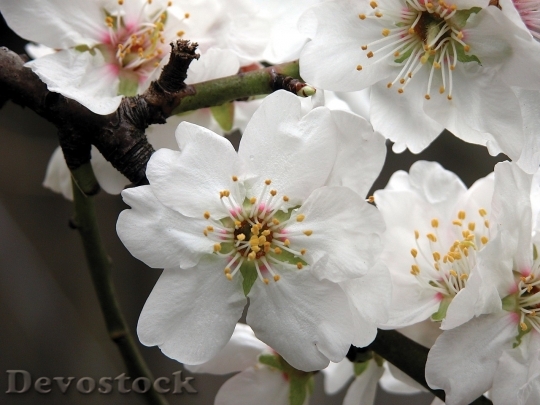 Devostock Almond blossom  (104)