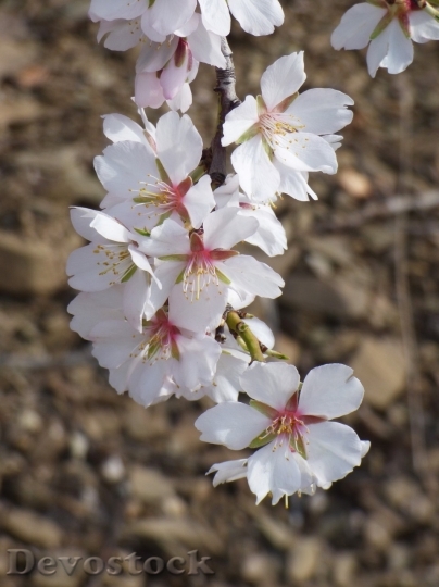 Devostock Almond blossom  (105)