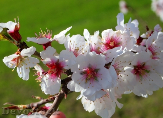 Devostock Almond blossom  (106)