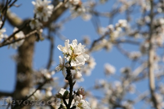 Devostock Almond blossom  (107)