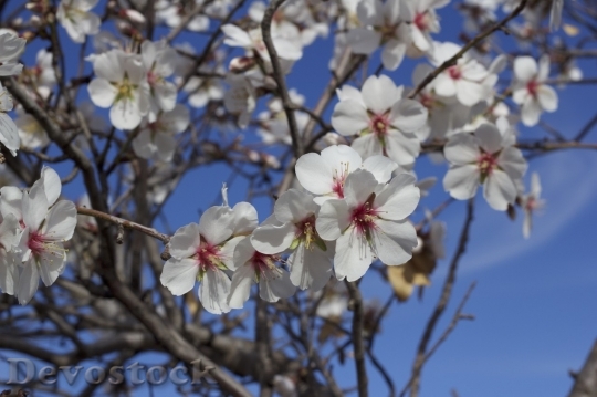 Devostock Almond blossom  (108)