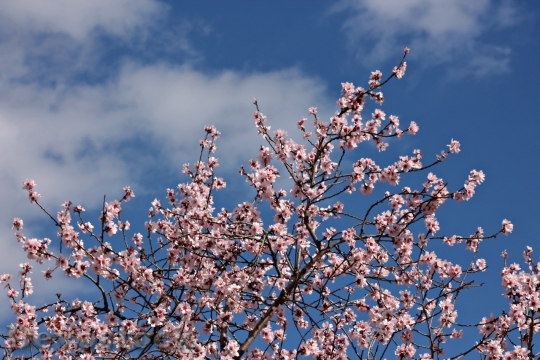 Devostock Almond blossom  (11)