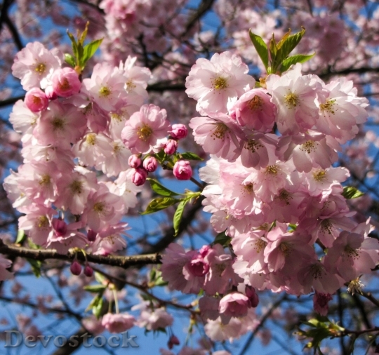 Devostock Almond blossom  (12)