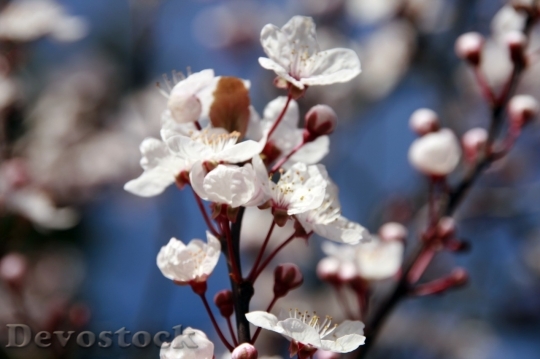 Devostock Almond blossom  (13)