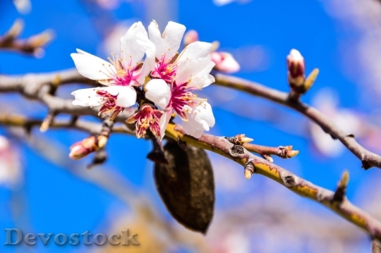 Devostock Almond blossom  (14)
