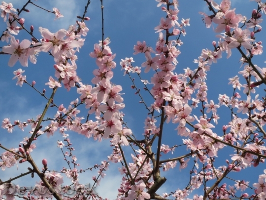 Devostock Almond blossom  (15)