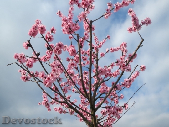 Devostock Almond blossom  (16)
