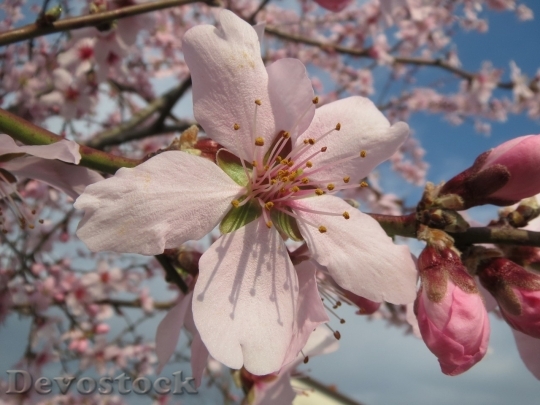 Devostock Almond blossom  (17)
