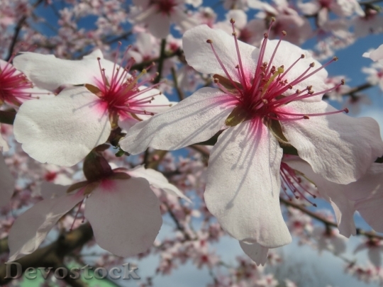 Devostock Almond blossom  (18)