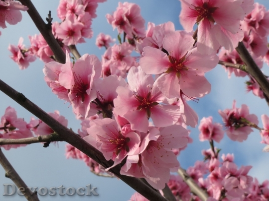 Devostock Almond blossom  (19)