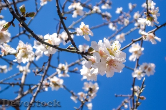 Devostock Almond blossom  (2)