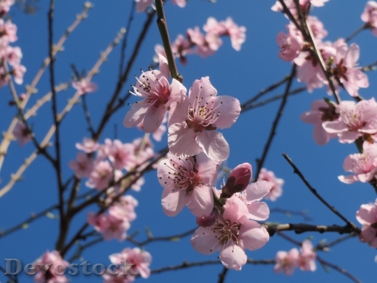 Devostock Almond blossom  (20)
