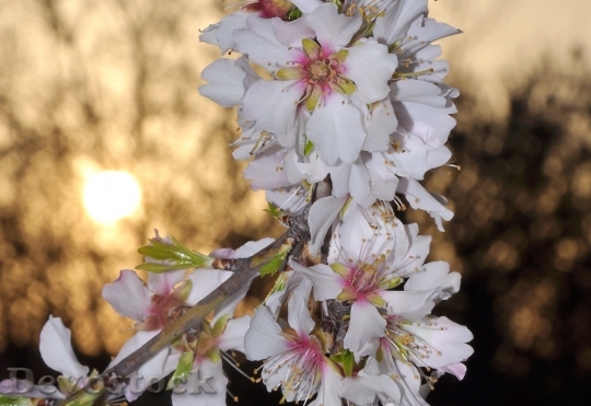 Devostock Almond blossom  (22)