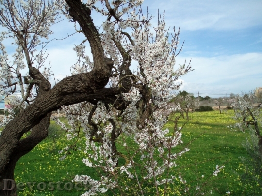 Devostock Almond blossom  (24)