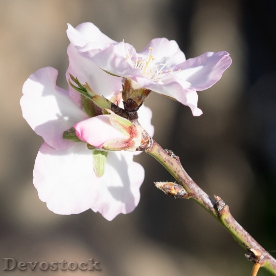 Devostock Almond blossom  (25)