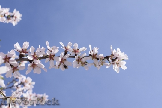 Devostock Almond blossom  (27)