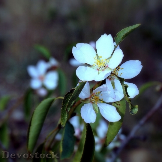 Devostock Almond blossom  (29)