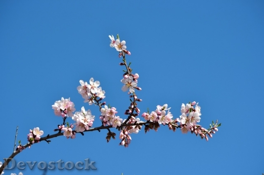 Devostock Almond blossom  (30)