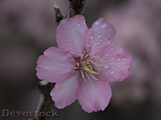 Devostock Almond blossom  (31)