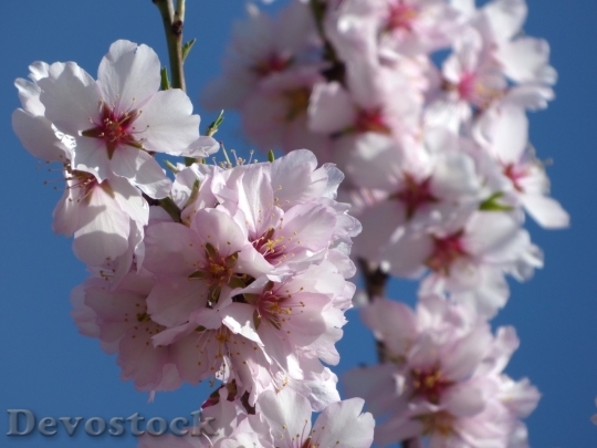 Devostock Almond blossom  (32)