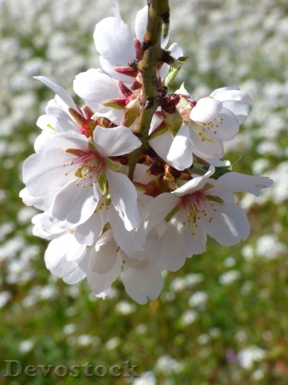 Devostock Almond blossom  (34)