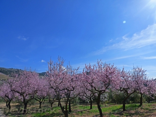 Devostock Almond blossom  (35)