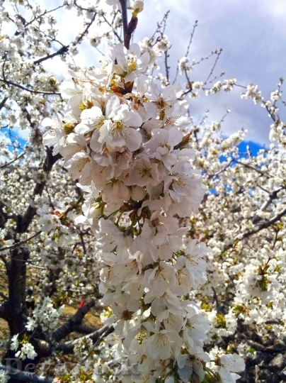 Devostock Almond blossom  (36)