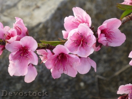 Devostock Almond blossom  (37)