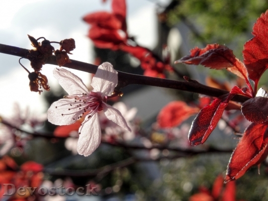 Devostock Almond blossom  (38)