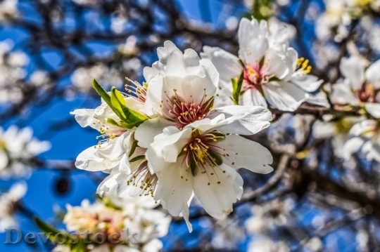 Devostock Almond blossom  (39)