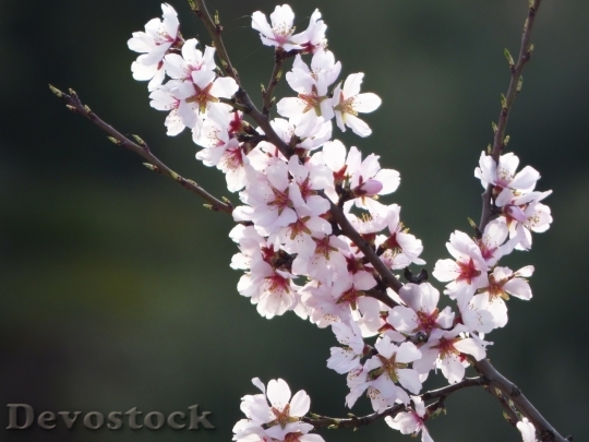 Devostock Almond blossom  (40)