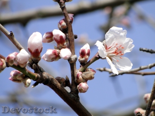 Devostock Almond blossom  (41)