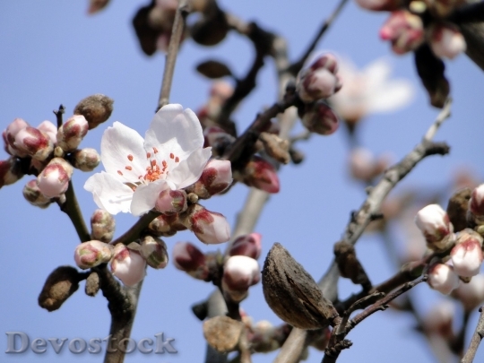 Devostock Almond blossom  (42)