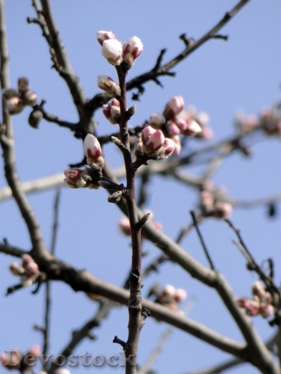 Devostock Almond blossom  (43)