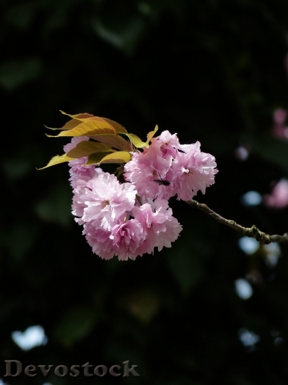 Devostock Almond blossom  (44)