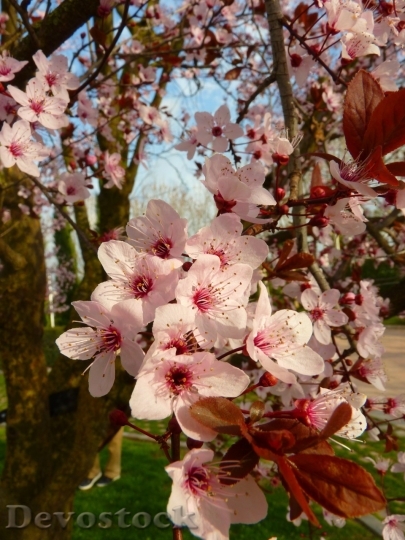 Devostock Almond blossom  (46)