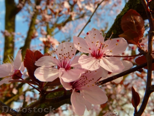 Devostock Almond blossom  (47)